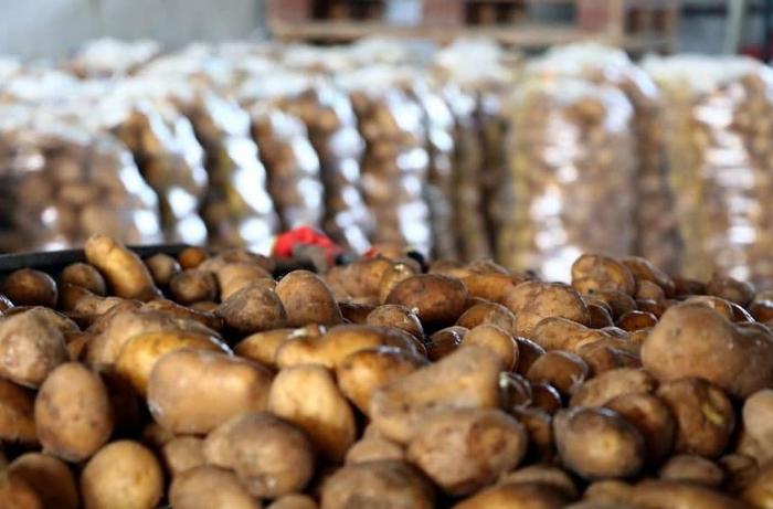 Imported potatoes in the country are sold at twice the price - Figures 