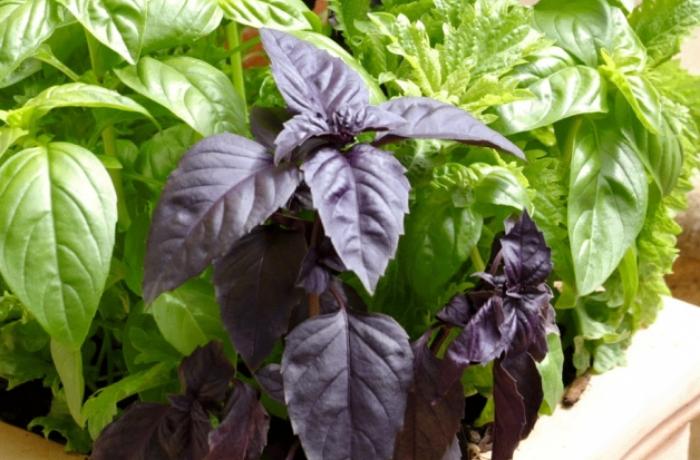 Reyhan dişləri çürüməkdən qoruya bilər