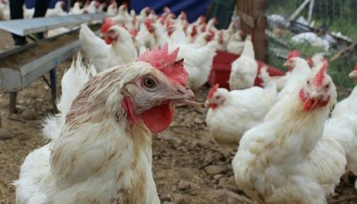 Türkiyə toyuq ixracını dayandırır