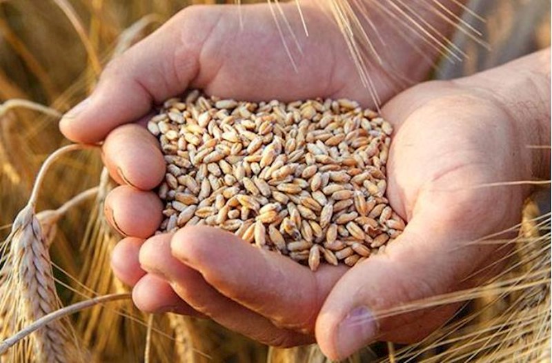 Азербайджан вынужден импортировать пшеницу... - Цифры