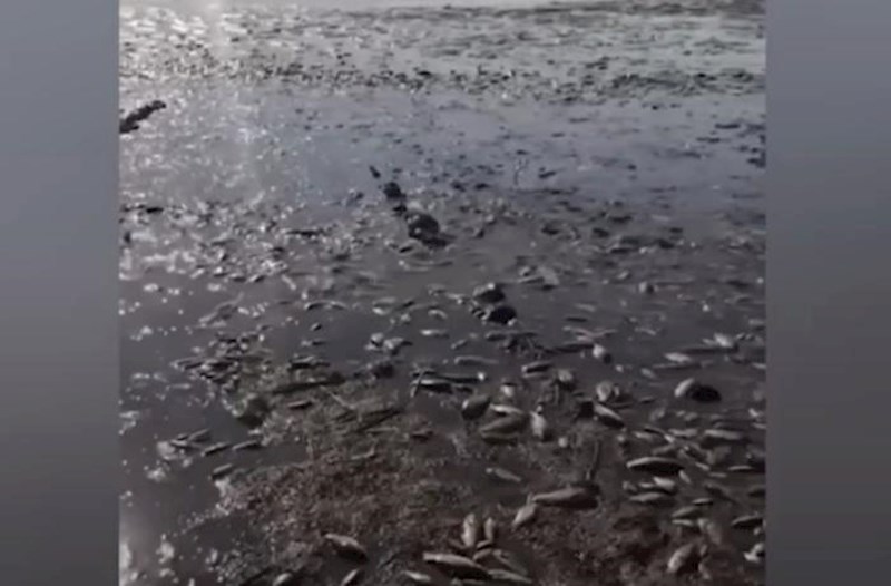 Kaxovskayadakı partlayış balıqların kütləvi ölümünə səbəb oldu - Video