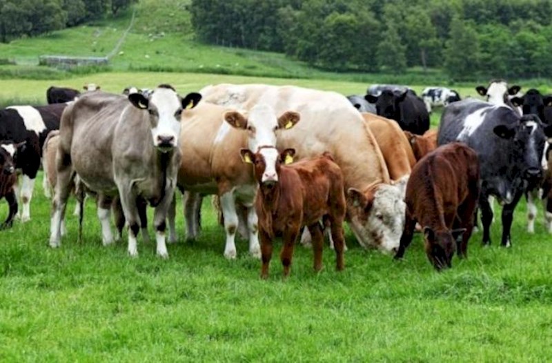 Rusiyadan mal-qara idxalı kəskin azalıb – Qiyməti 1761 manatdan 752 manata düşüb