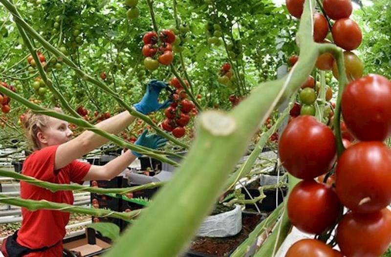 Azərbaycana Belarusdan kiloqramı 5,4 manata pomidor gətirilib – Marketlərdə satılmır 