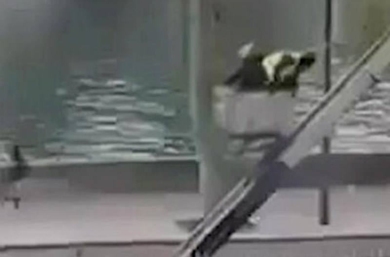 Luvr soyğunçuları belə qaçdı − Video