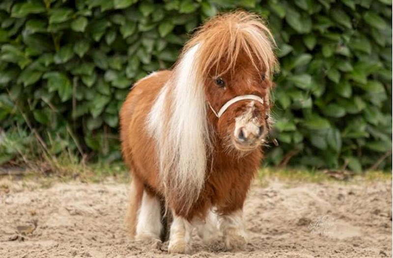 Dünyanın ən kiçik atı... – Fotolar