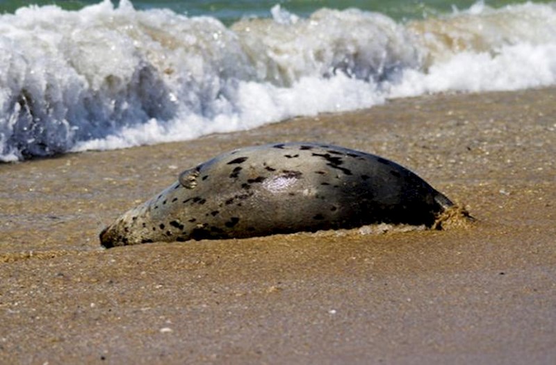 Xəzər sahilində 112 suiti cəsədi aşkar edildi