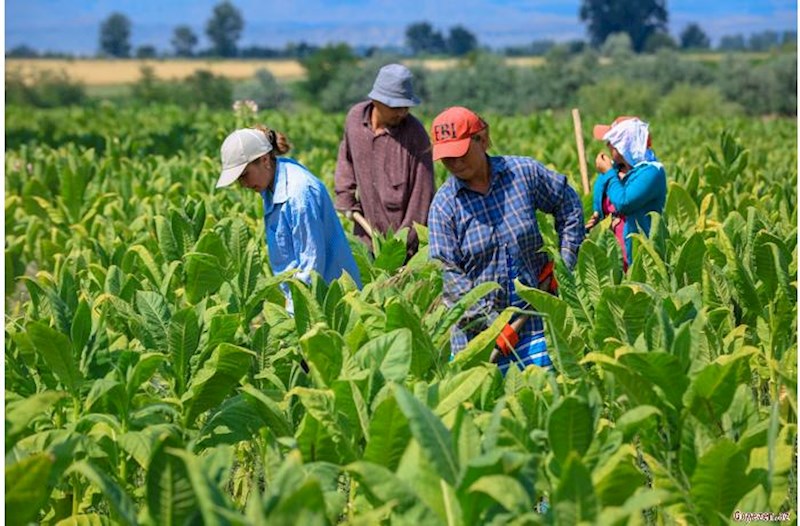 Tütün yarpağının yığımı kəskin artıb