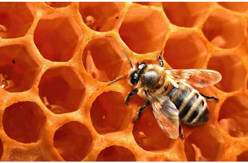 Arı pətəyinin sirri