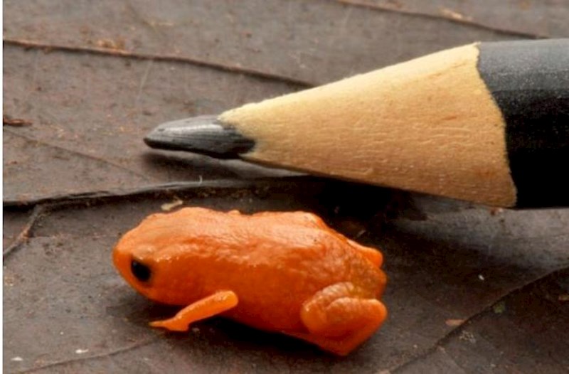 Kəşf edilən yeni qurbağaya Braziliya prezidentinin şərəfinə bu ad qoyuldu