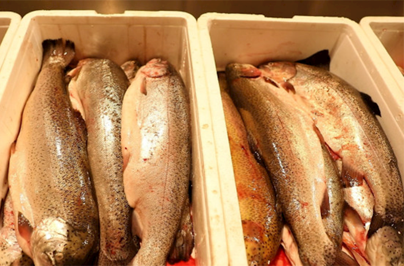 Bu bazardan balıq və kürü alanların nəzərinə! – Nöqsanlar aşkarlandı