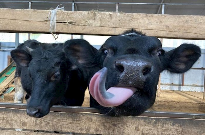 Braziliyadan Azərbaycana 94 630 kiloqram heyvan dili gətirilib