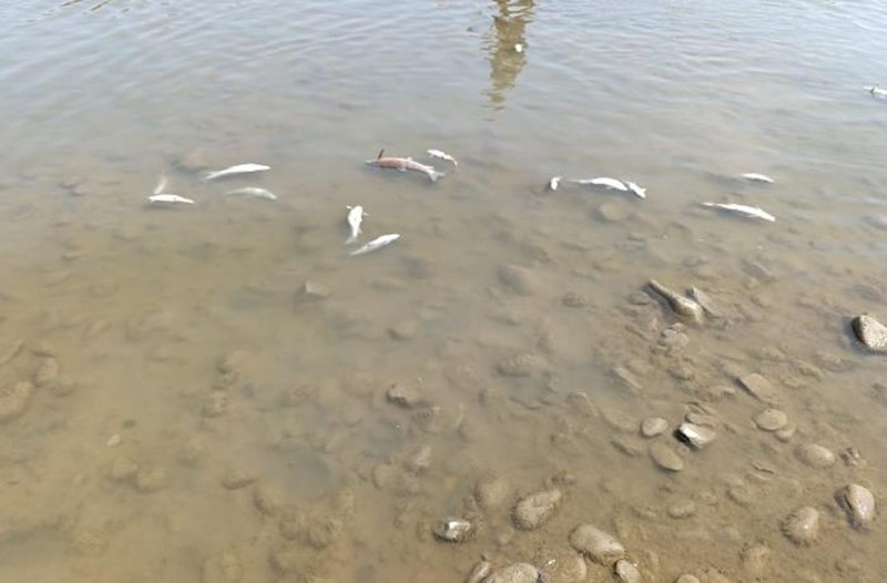 Kürdə balıqların məhv olması ilə bağlı araşdırma aparılır