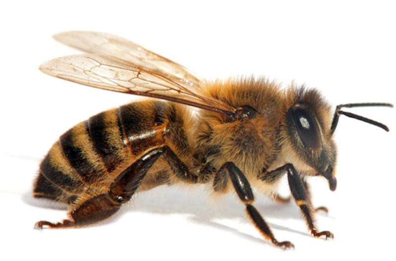 Azərbaycan İsraildən 43, Türkiyədən isə 8 manata arı alıb