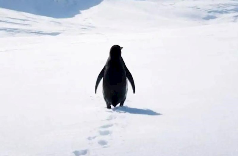 Nihilist pinqvin 18 il sonra necə gündəm oldu?