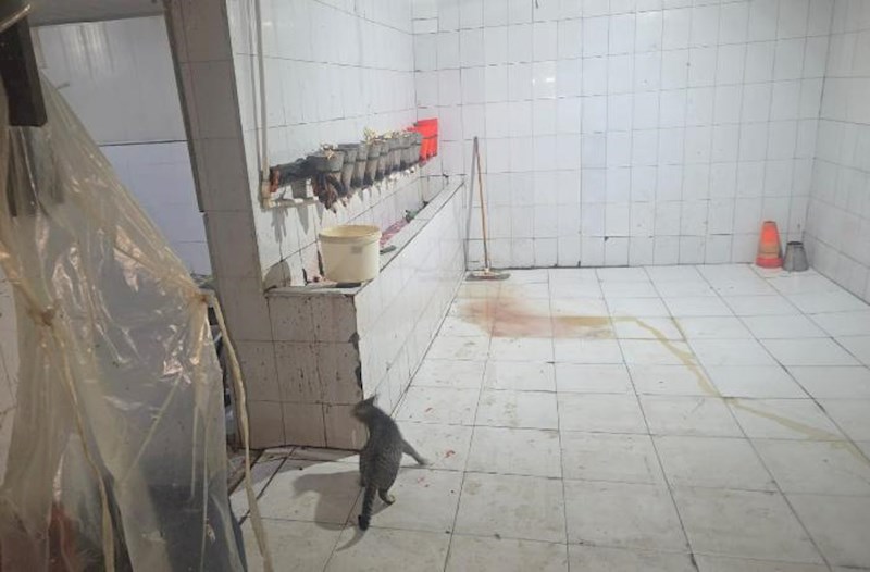 Masazırda qanunsuz işləyən quş kəsimi sexi aşkarlandı − Video