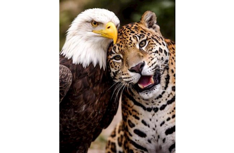 Kolumbiya Prezidenti Trampla söhbətindən sonra bu fotonu paylaşdı