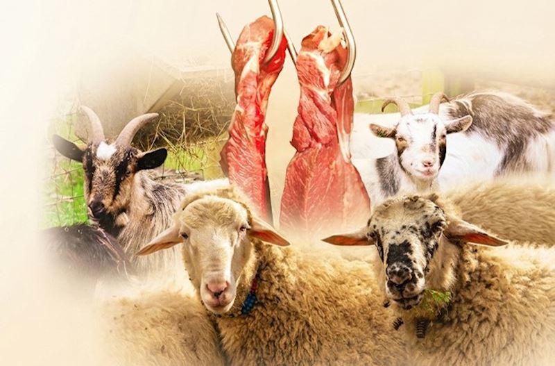 Azərbaycanda qoyun və keçilərin sayı 6 ildə 1,3 milyon baş azalıb