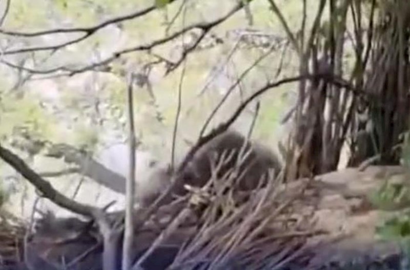 Ordubadda ayı sakinlərə hücum etdi – Video