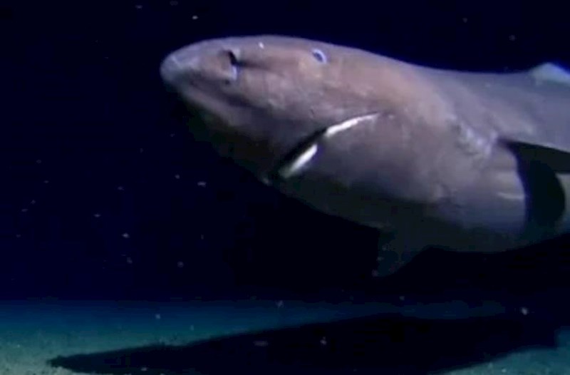 Antarktidada ilk dəfə köpəkbalığı aşkar edildi