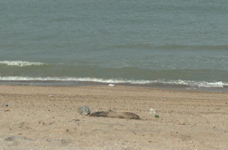 Xəzərdə canlıların kütləvi tələf olmasının səbəbi nədir? – Ekoloqdan açıqlama
