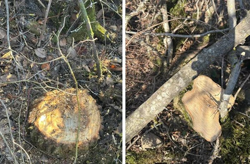 Oğuzda 40 ağacı kəsməkdə şübhəli bilinən şəxsə cinayət işi açıldı 