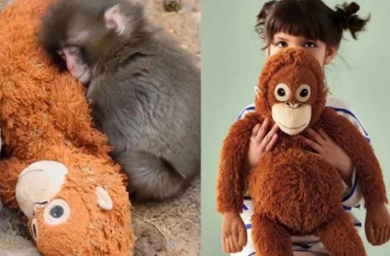 20 dollarlıq oyuncaq meymun sayəsində 350 dollar oldu