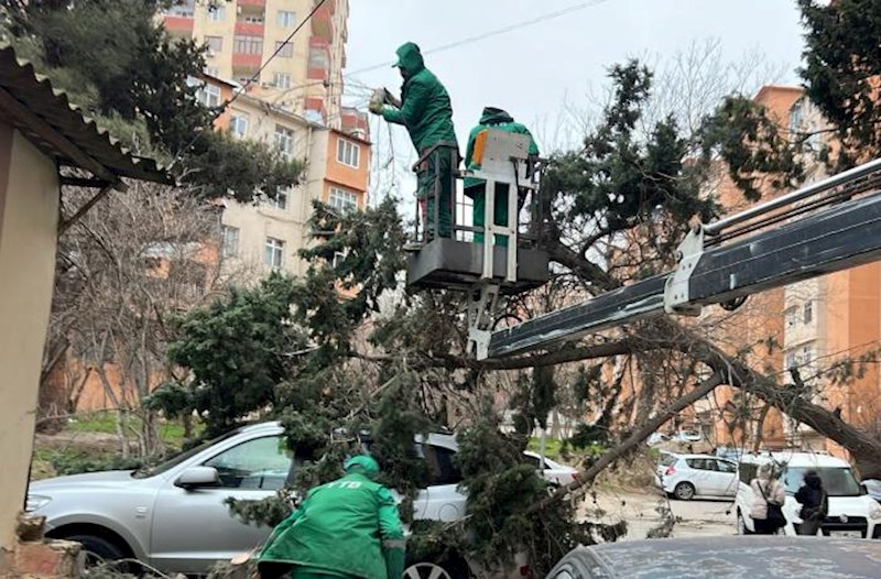 Bakıda güclü külək 19 ağacı sındırdı – Fotolar