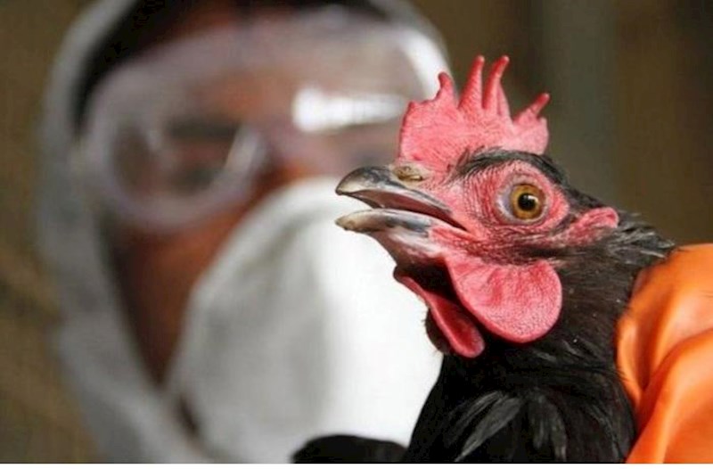 Nyukasl xəstəliyinə yoluxma halı aşkarlanmayıb – AQTA