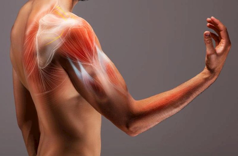 Sağlam əzələ, sağlam bədən...