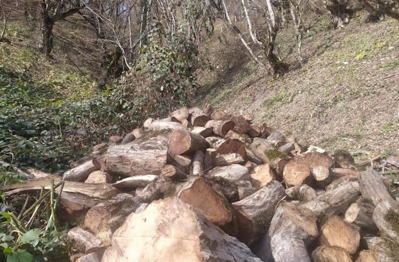 Oğuzda ağacların kəsilməsinə görə cinayət işi açıldı