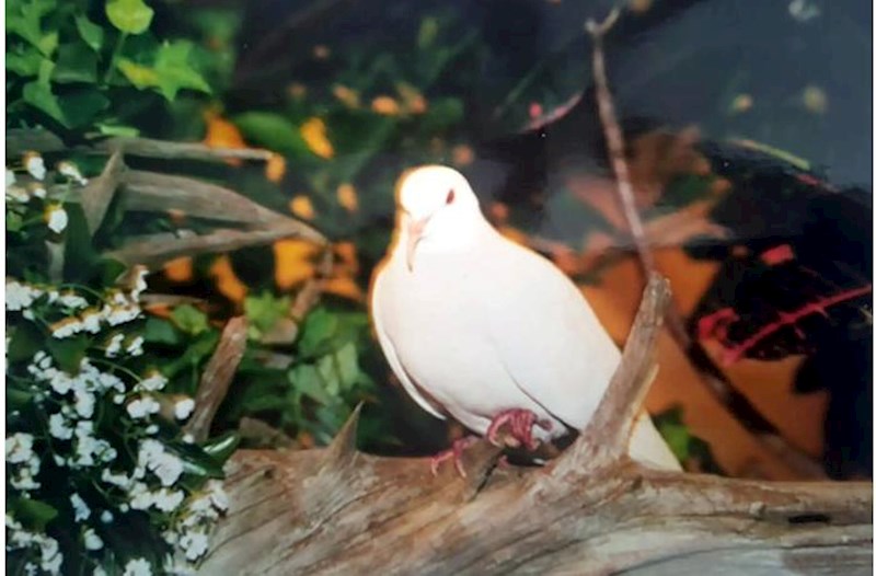 Dünyanın ən yaşlı göyərçini öldü – “Ginnes” rekordçusu idi…