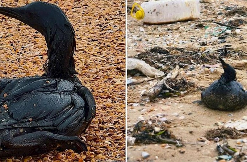 Qara dəniz sahillərində 200-dən çox quş cəsədi aşkar edildi