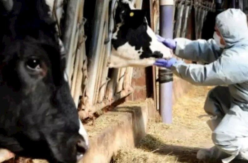 Çində dabaq xəstəliyi yayıldı − Rusiyada heyvanlar yoluxdu