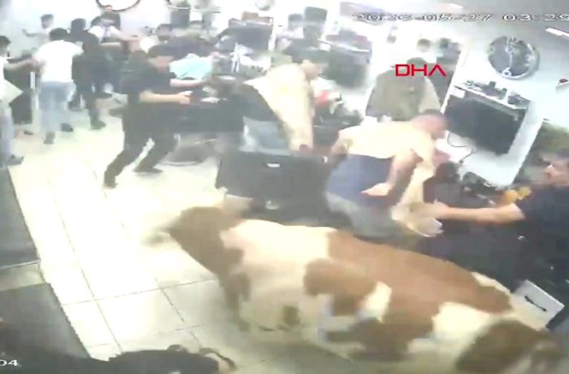 İstanbulda qurbanlıq dana bərbərxanaya girdi &ndash; Video