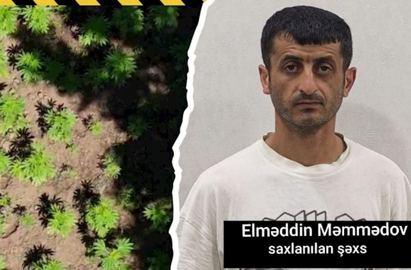 Hirkan Milli Parkında narkotik yetişdirməkdə təqsirləndirilən şəxs həbs olundu