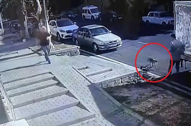 Şəkinin mərkəzində çaqqal insanlara hücum etdi – Video