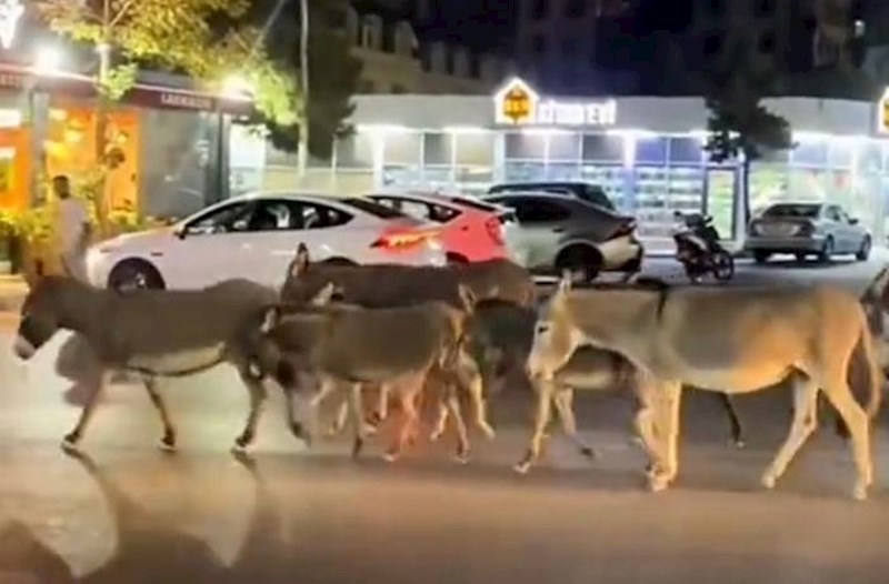 Komitə Abşeronda 6 eşşəyin qaldığını açıqlamışdı... – Video