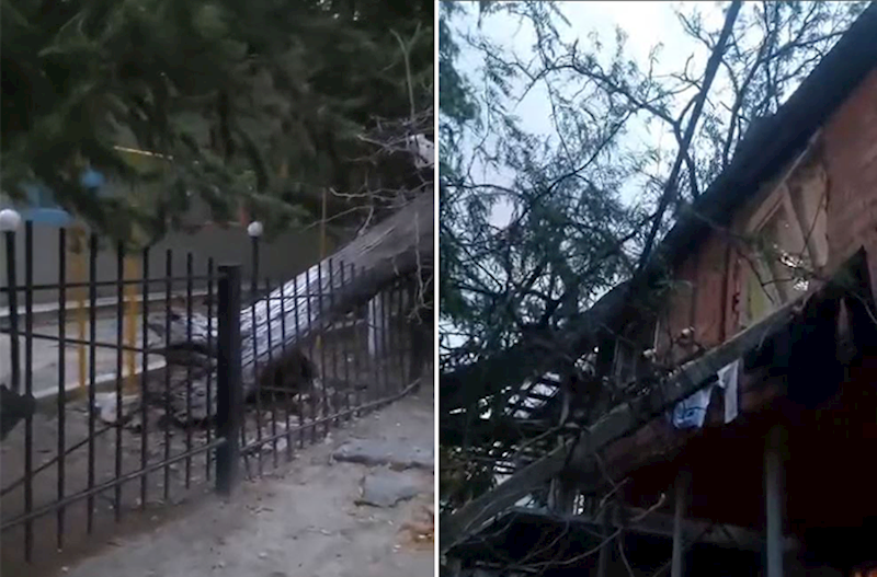 Bağçanın həyətindəki ağac yaşayış binasının üstünə aşdı – Video